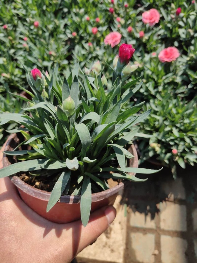 康乃馨盆栽带花苞石竹花苗室内阳台庭院绿植四季开花植物花卉