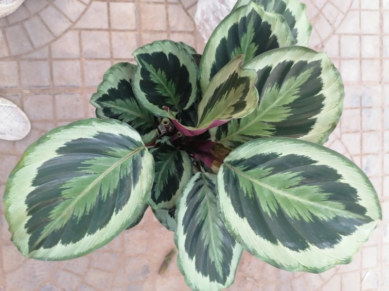 优质彩虹竹芋，青州基地直发