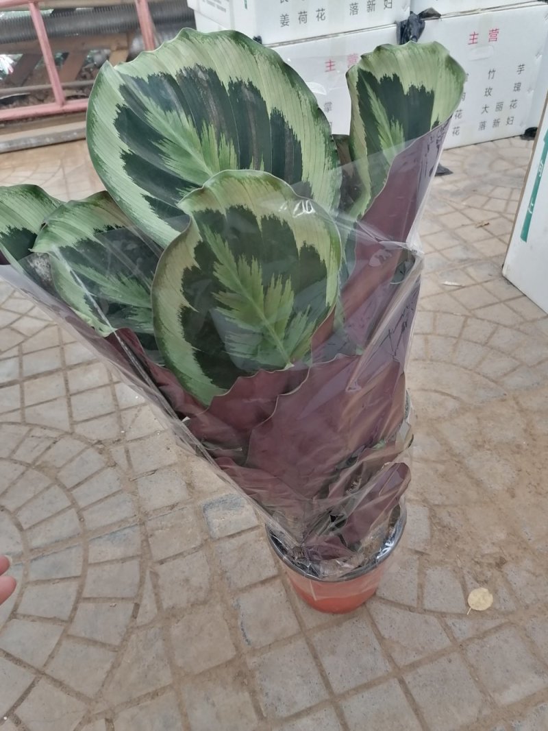 优质彩虹竹芋，青州基地直发