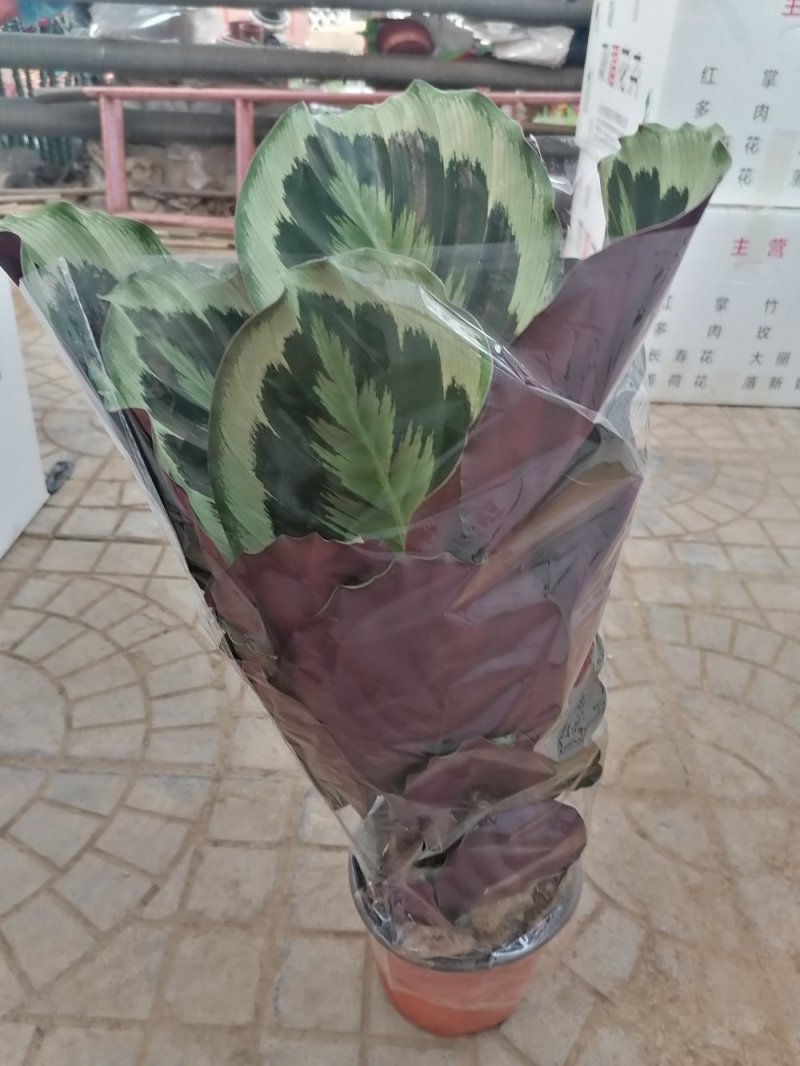 优质彩虹竹芋，青州基地直发