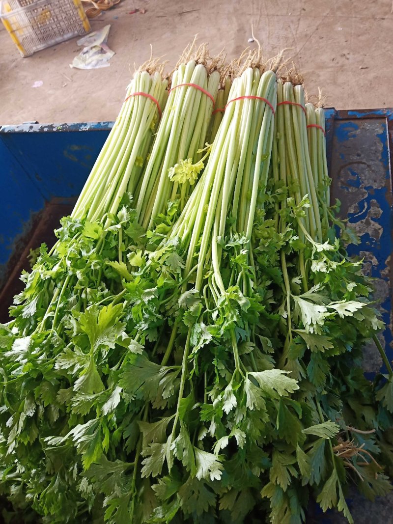 精品香芹提供装袋，装箱，量大从优，保证质量，