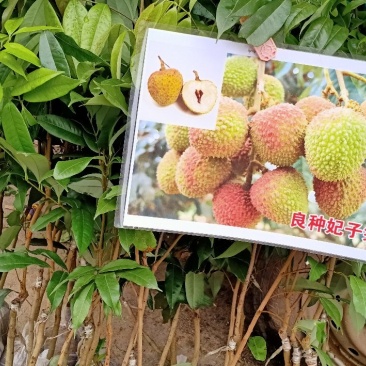 荔枝苗妃子笑荔枝苗糯米糍荔枝苗可以带泥球发货、
