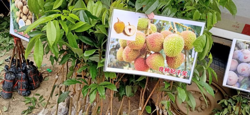 荔枝苗妃子笑荔枝苗糯米糍荔枝苗可以带泥球发货、