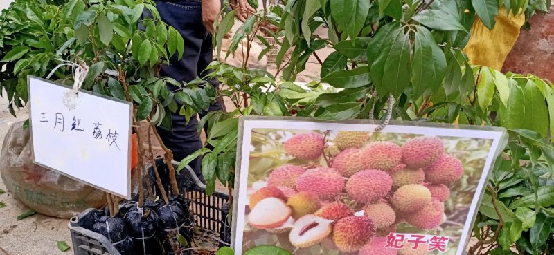 荔枝苗妃子笑荔枝苗糯米糍荔枝苗可以带泥球发货、