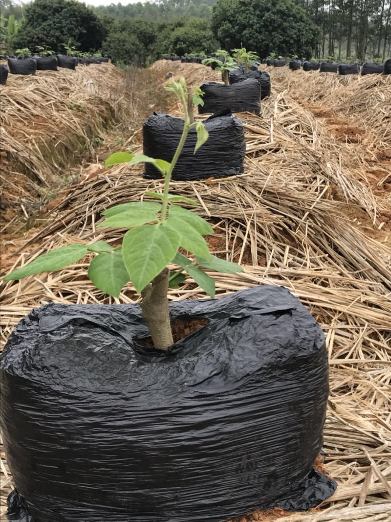 葛根种苗带芽葛根苗品质好产地直销量大从优