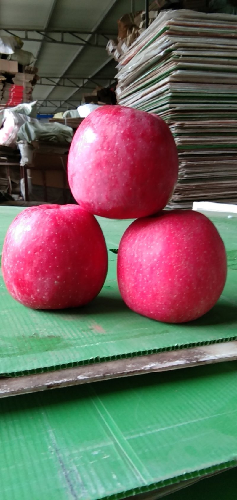【早熟红富士】色泽鲜艳口感脆甜大量供应静宁苹果