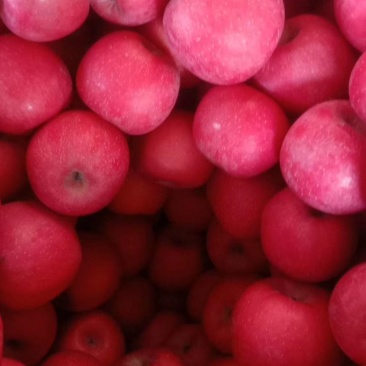 【片红红富士】🍎红富士苹果口感脆甜果园采摘纸袋