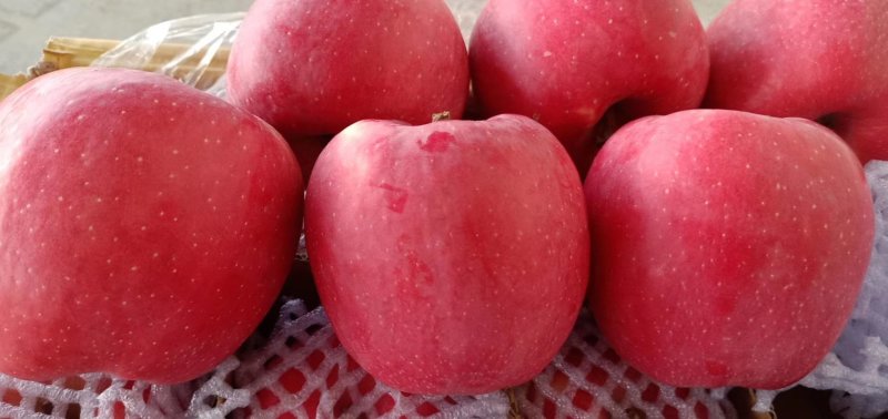 【片红红富士】🍎红富士苹果口感脆甜果园采摘纸袋