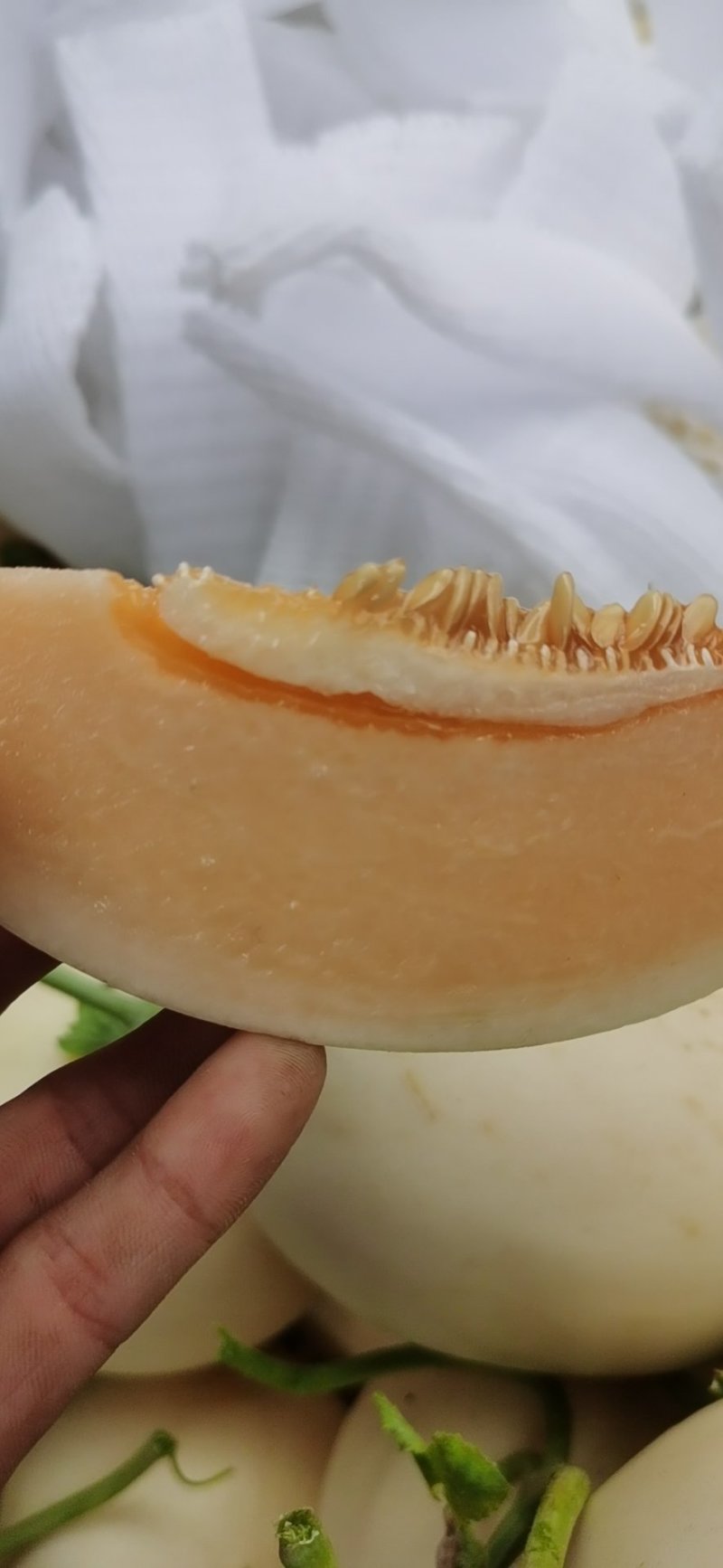 山东莘县白皮红肉福脆密洋香瓜