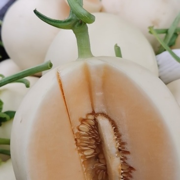 山东莘县白皮红肉福脆密洋香瓜