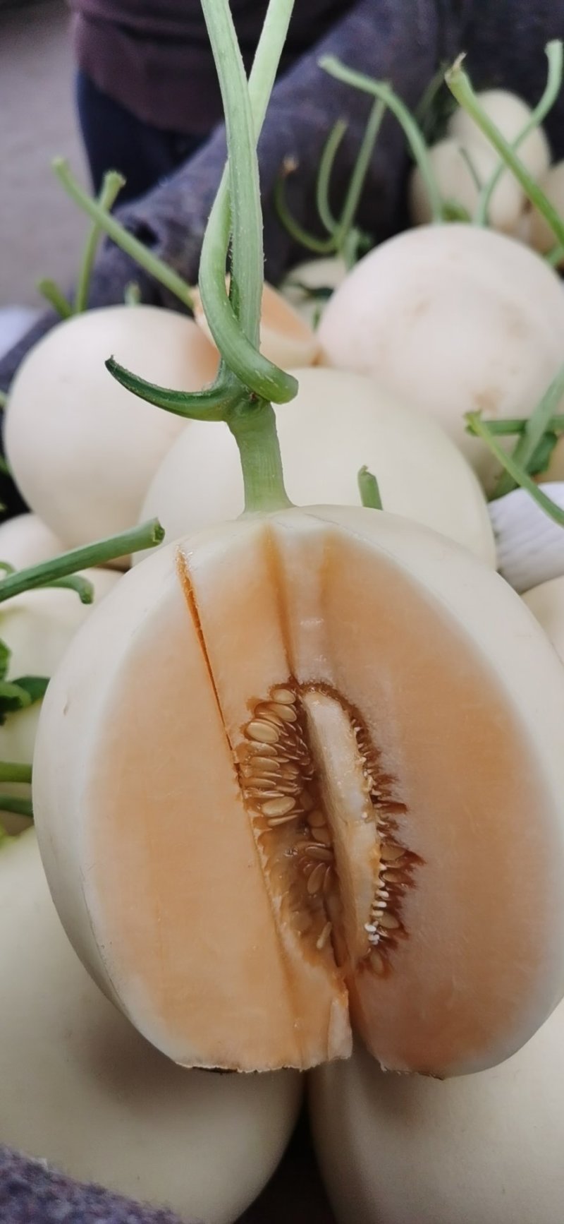 山东莘县白皮红肉福脆密洋香瓜
