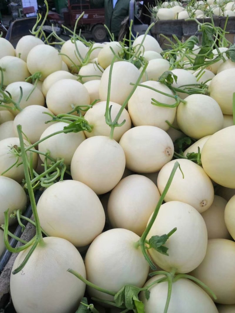 山东莘县白皮红肉福脆密洋香瓜