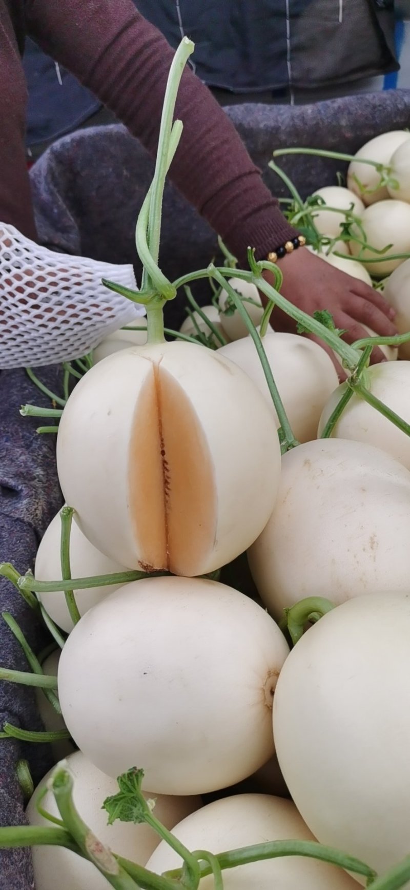 山东莘县白皮红肉福脆密洋香瓜