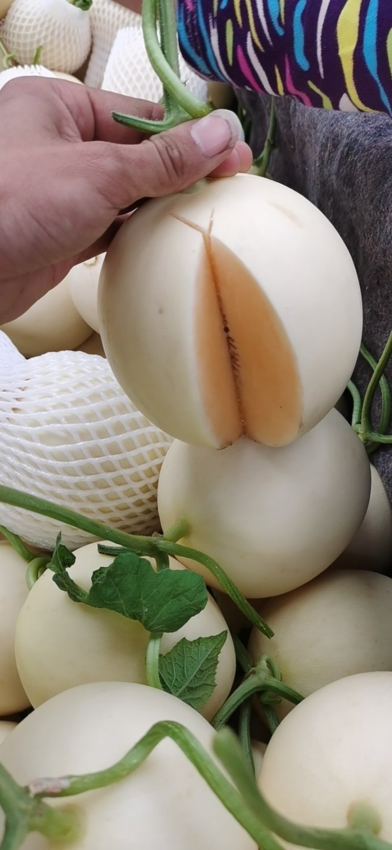 山东莘县白皮红肉福脆密洋香瓜