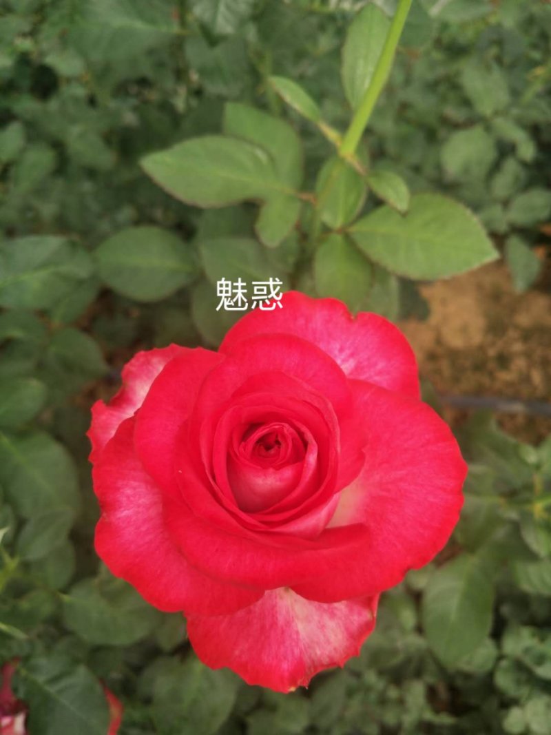 【玫瑰花苗】玫瑰花苗，品种多，质量好，价格低。