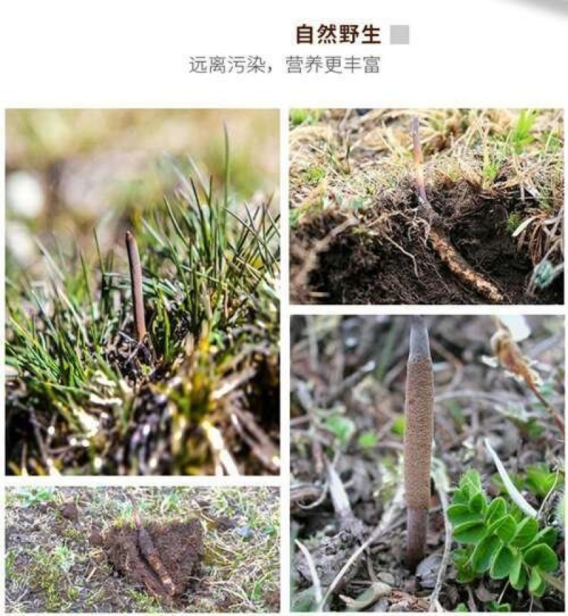 西藏那曲冬虫夏草那曲虫草冬虫夏草正品礼盒装
