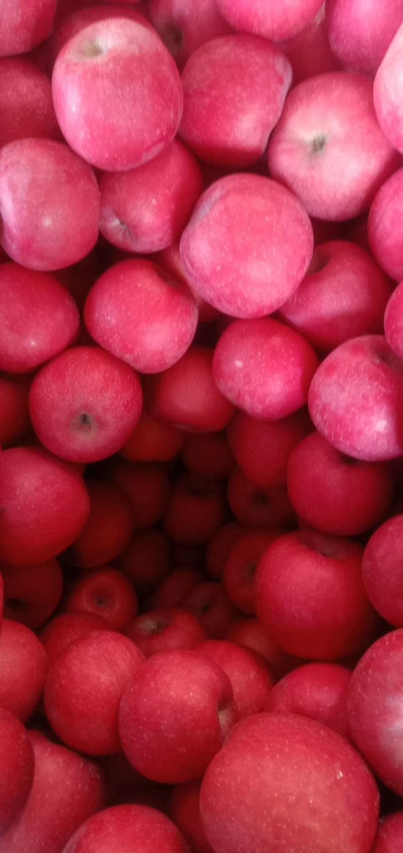 【片红红富士】🍎红富士苹果色泽鲜艳口感脆甜纸袋