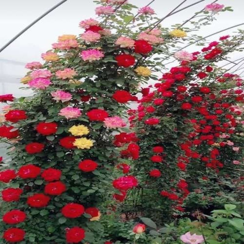 四季开花七彩爬藤蔷薇花苗室内爬藤绿植藤本月季玫瑰花苗盆栽
