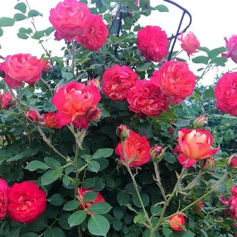 四季开花七彩爬藤蔷薇花苗室内爬藤绿植藤本月季玫瑰花苗盆栽