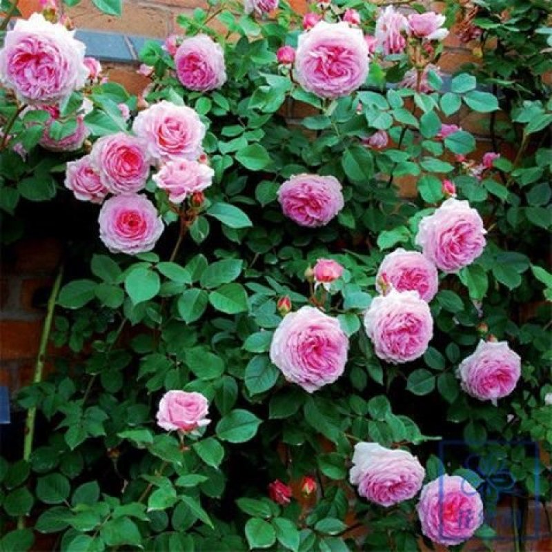 四季开花七彩爬藤蔷薇花苗室内爬藤绿植藤本月季玫瑰花苗盆栽