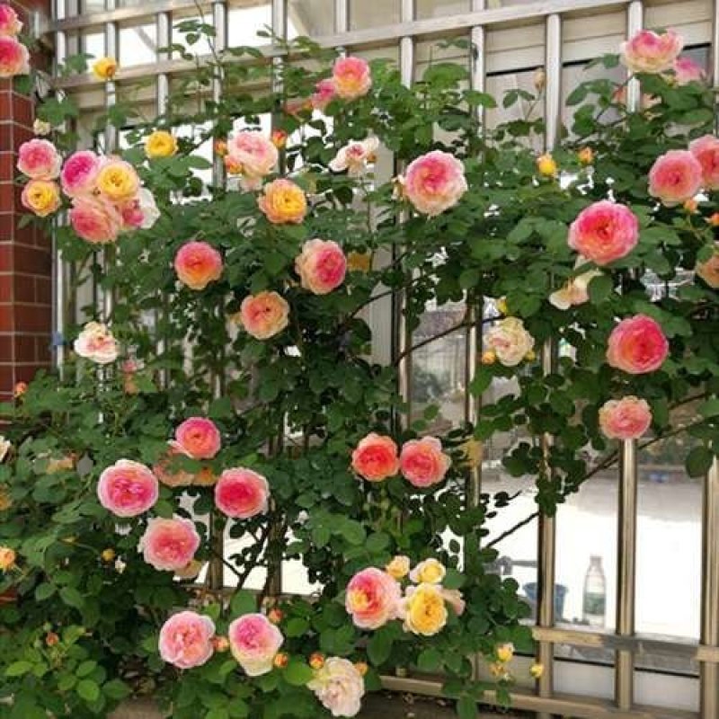 四季开花七彩爬藤蔷薇花苗室内爬藤绿植藤本月季玫瑰花苗盆栽