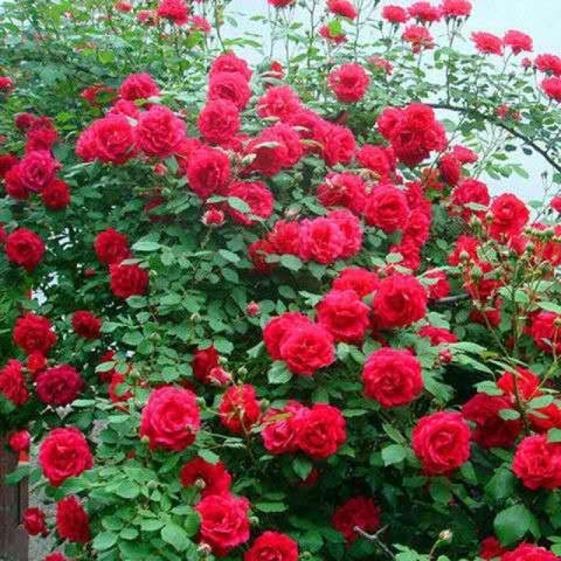 四季开花七彩爬藤蔷薇花苗室内爬藤绿植藤本月季玫瑰花苗盆栽