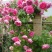 四季开花七彩爬藤蔷薇花苗室内爬藤绿植藤本月季玫瑰花苗盆栽