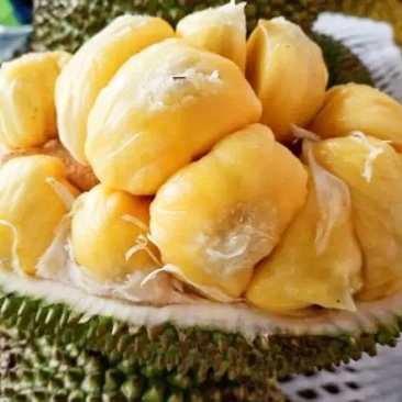 波萝蜜苗，榴莲菠萝蜜苗，正品保证，带土球发货，包邮。