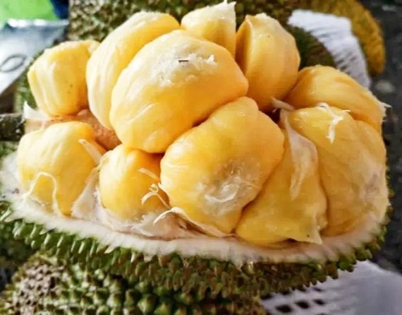 波萝蜜苗，榴莲菠萝蜜苗，正品保证，带土球发货，包邮。