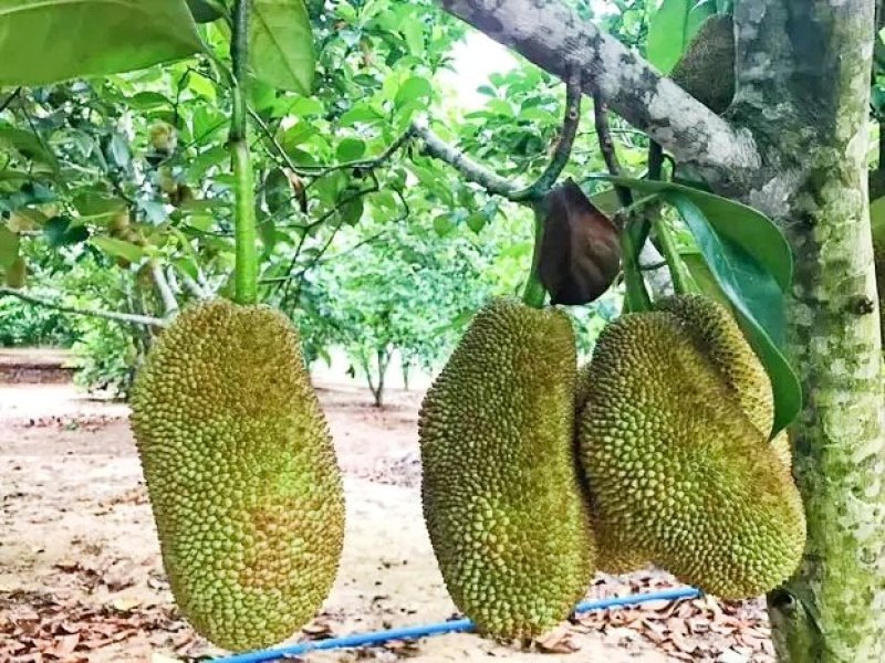 波萝蜜苗，榴莲菠萝蜜苗，正品保证，带土球发货，包邮。