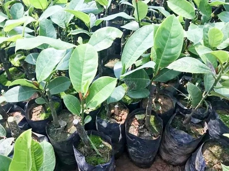 波萝蜜苗，榴莲菠萝蜜苗，正品保证，带土球发货，包邮。