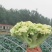 花菜种子青花椰菜松花菜西兰花蔬菜种籽夏秋季四季播菜园大田