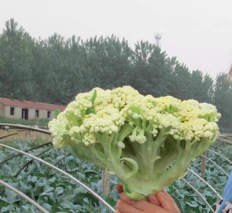 花菜种子青花椰菜松花菜西兰花蔬菜种籽夏秋季四季播菜园大田