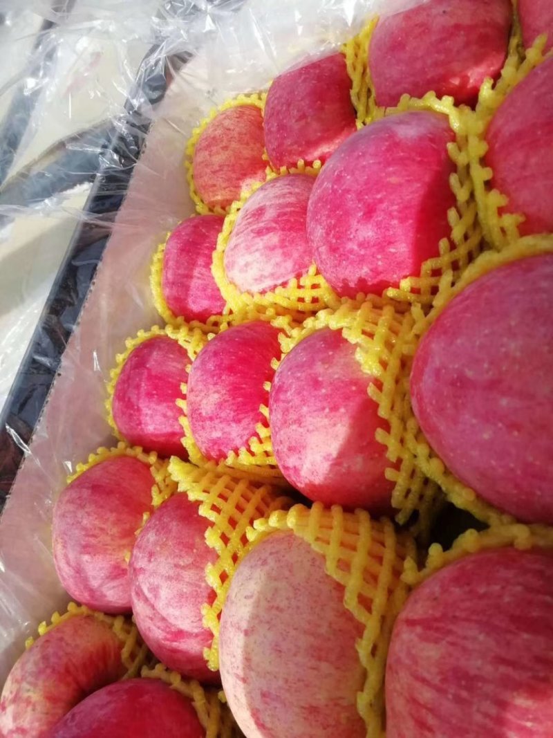 🔥🔥🔥【条红红富士】大量现货产地直供🍎口感脆甜