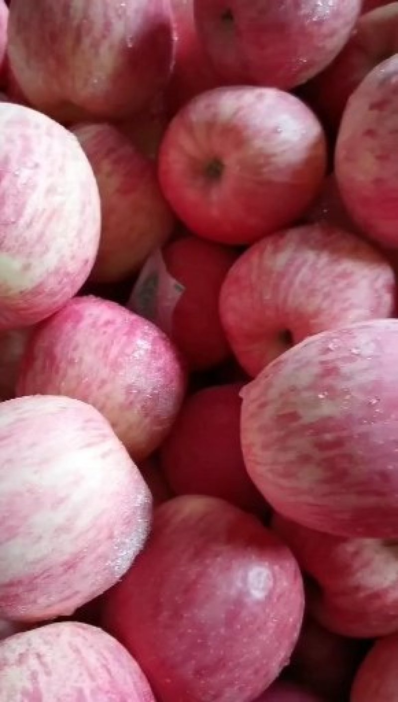 🔥🔥🔥【条红红富士】大量现货产地直供🍎口感脆甜