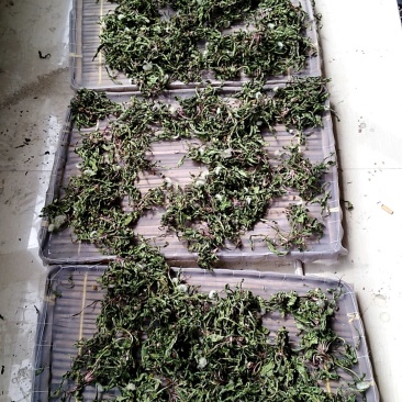 蒲公英，花茶，金银花茶