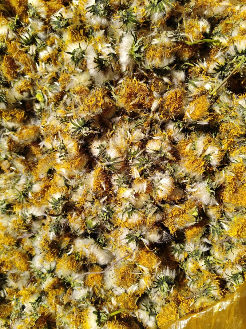 蒲公英，花茶，金银花茶