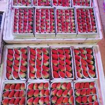 夏季双流云南草莓