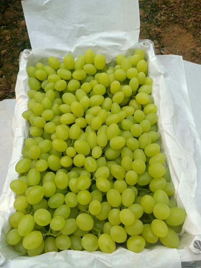 【葡萄】河北维多利亚青提葡萄大量上市，产地直供，欢迎看货