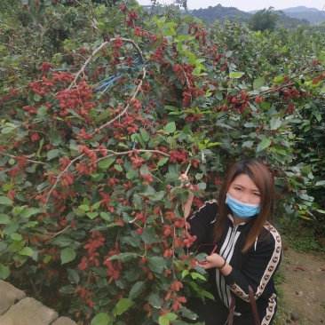 四季桑葚树苗十大果桑苗短果桑苗黑桑果树苗嫁接长果桑苗当年
