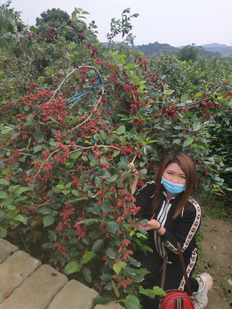 四季桑葚树苗十大果桑苗短果桑苗黑桑果树苗嫁接长果桑苗当年