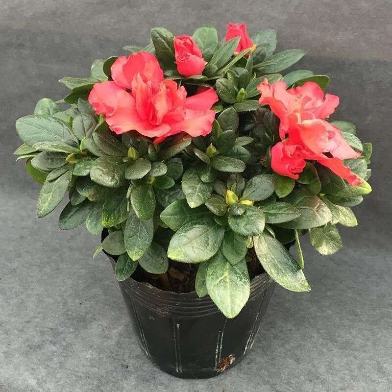 杜鹃花苗盆栽花卉植物室内客厅阳台绿色植物盆景