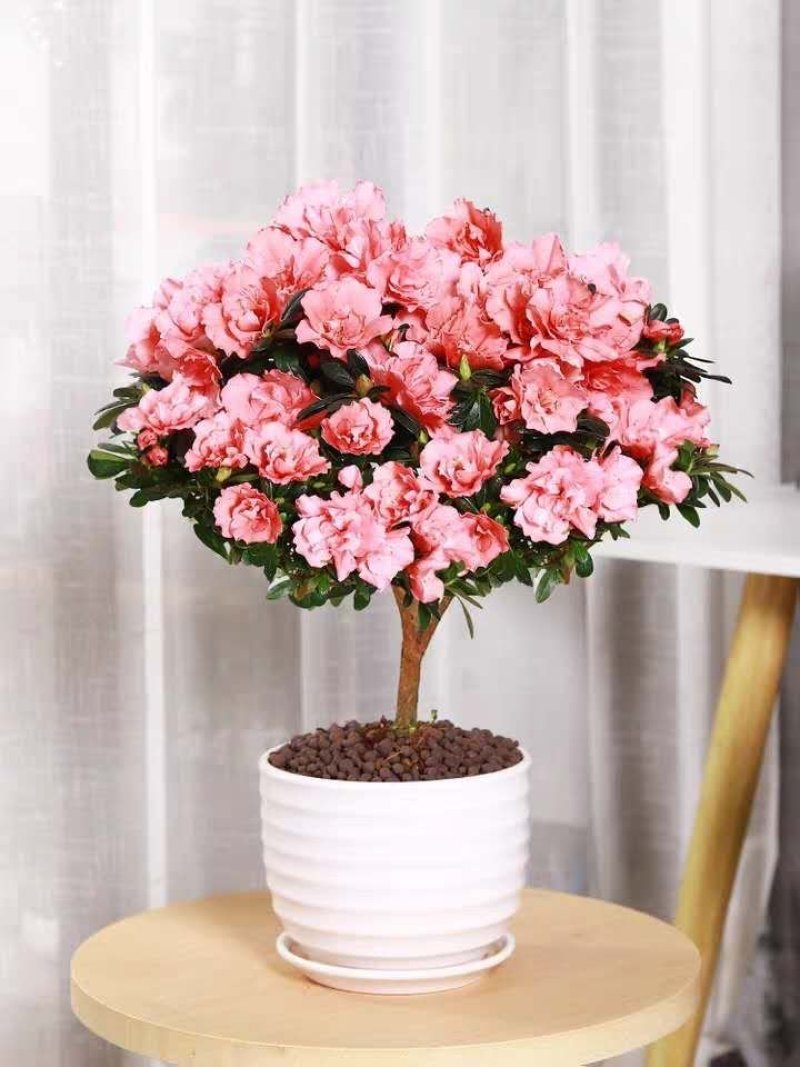 杜鹃花苗盆栽花卉植物室内客厅阳台绿色植物盆景
