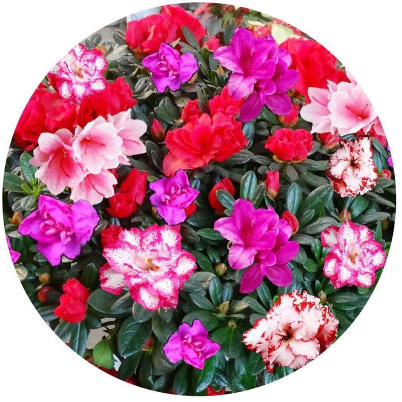 杜鹃花苗盆栽花卉植物室内客厅阳台绿色植物盆景