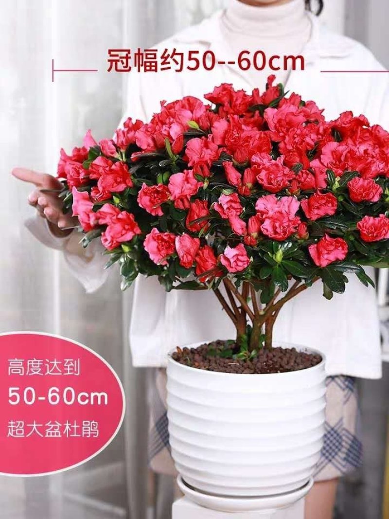 杜鹃花苗盆栽花卉植物室内客厅阳台绿色植物盆景