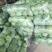 包菜甘蓝市场货电商货包菜圆包菜多多买菜美团