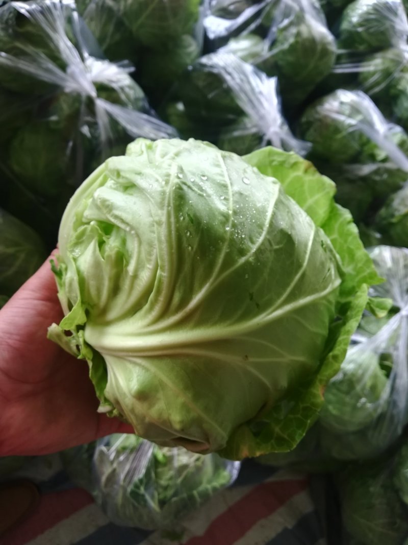 包菜甘蓝市场货电商货包菜圆包菜多多买菜美团