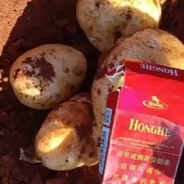 诚信代收代办土豆云南红土地精品丽属六号个大光滑亮丽