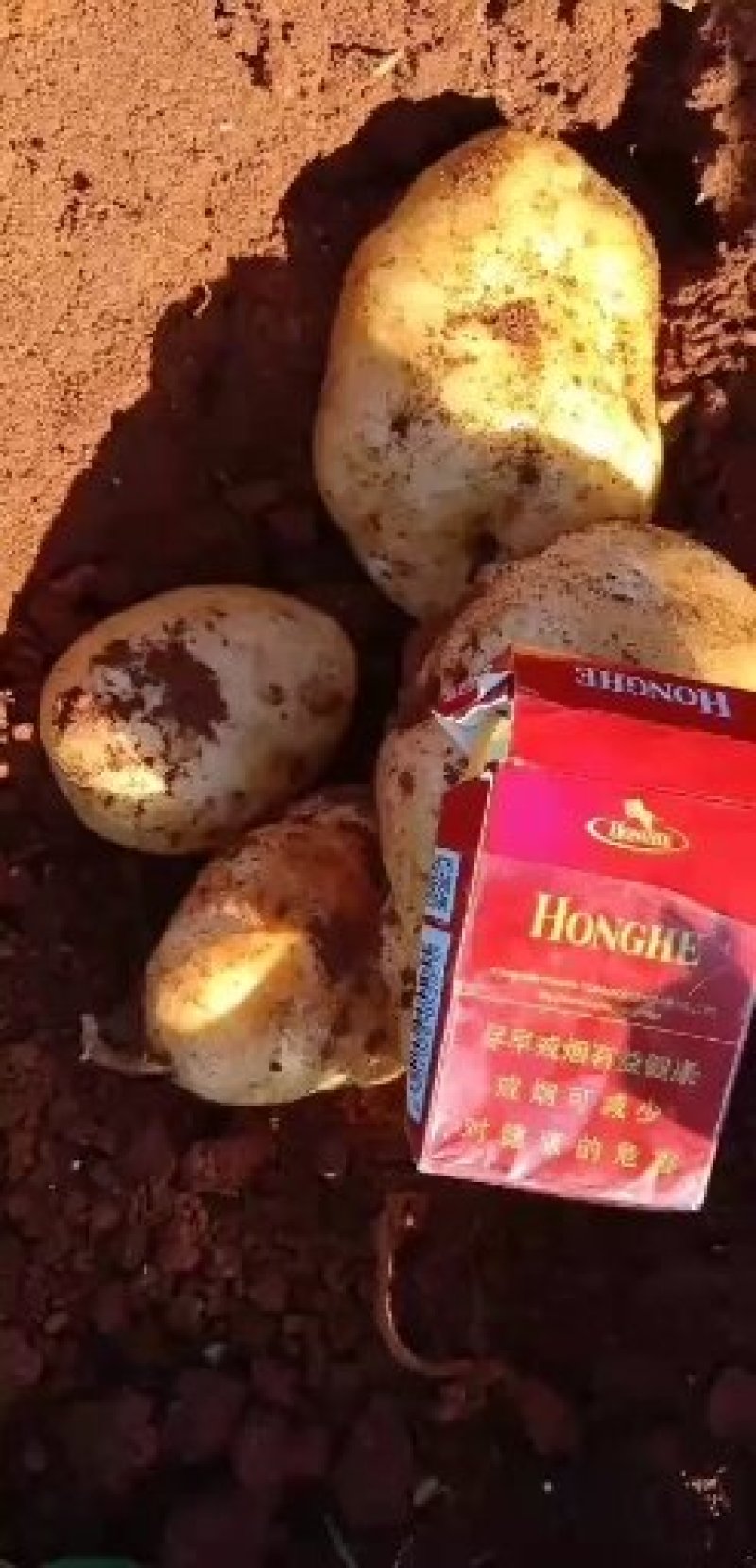 诚信代收代办土豆云南红土地精品丽属六号个大光滑亮丽