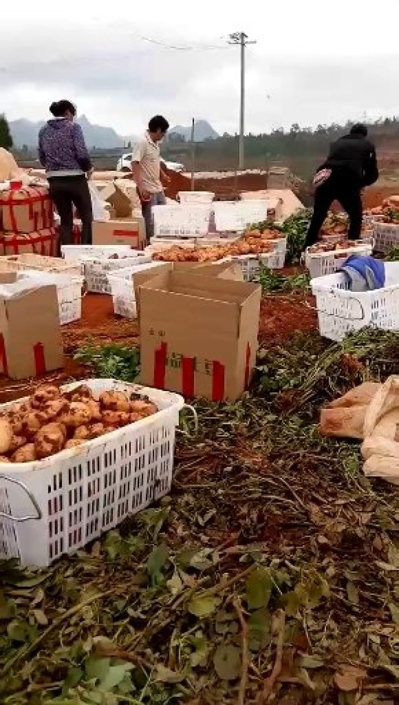 诚信代收代办土豆云南红土地精品丽属六号个大光滑亮丽